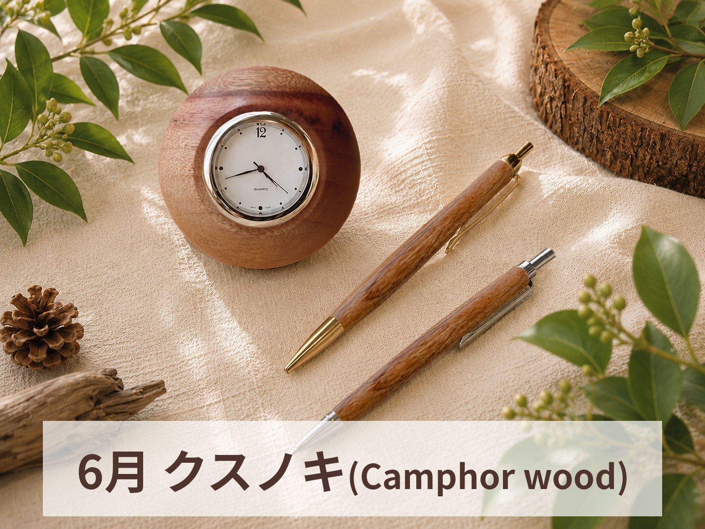 6月　クスノキ(Camphor wood)